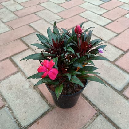 Buy Impatiens Balsamina Red in 4 Inch Plastic Pot Online | Urvann.com