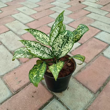 Buy Aglaonema Snow White in 4 Inch Plastic Pot Online | Urvann.com