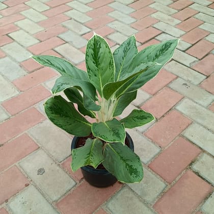 Buy Aglaonema Snow White in 8 Inch Plastic Pot Online | Urvann.com