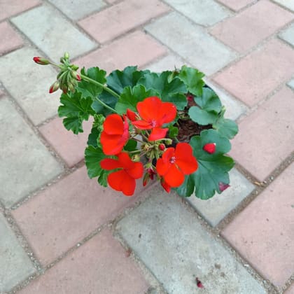 Buy Geranium Red in 4 Inch Plastic Pot Online | Urvann.com