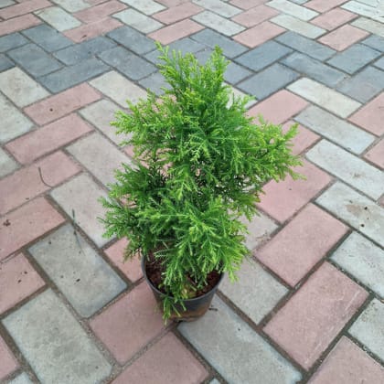 Buy Golden Cypress in 6 Inch Plastic Pot Online | Urvann.com