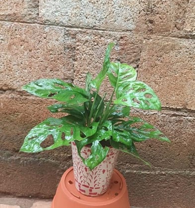 Monstera Broken Heart in 5 Inch Ceramic Pot (colour & design may vary)