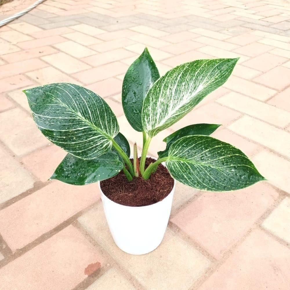 Philodendron Birkin in 5 Inch Elegant Plastic Pot (colour may vary)