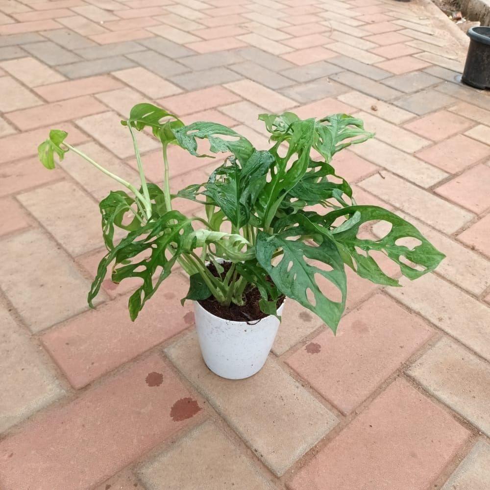 Monstera Broken Heart / Adansonii in 5 Inch Elegant Plastic Pot (colour may vary)