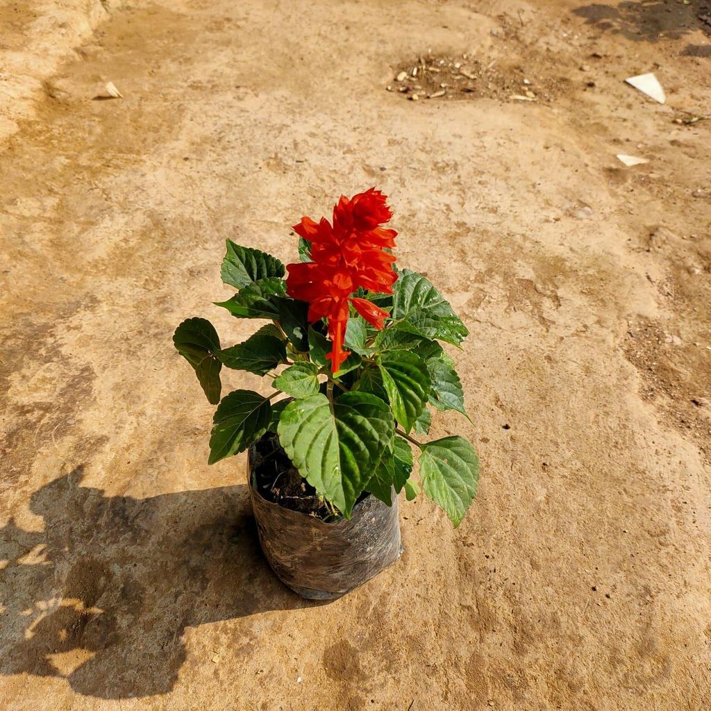 Salvia Red in 4 Inch Nursery Bag