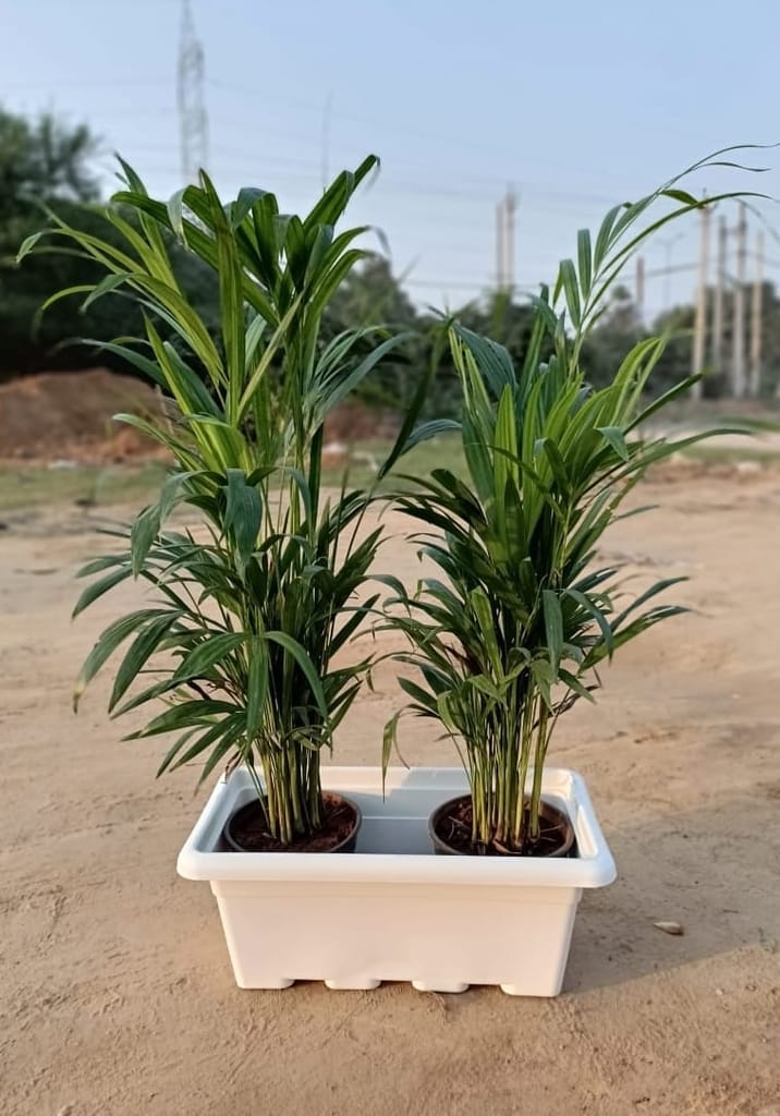 Two Areca Palm in 17 Inch White Plastic Kisti / Window Planter