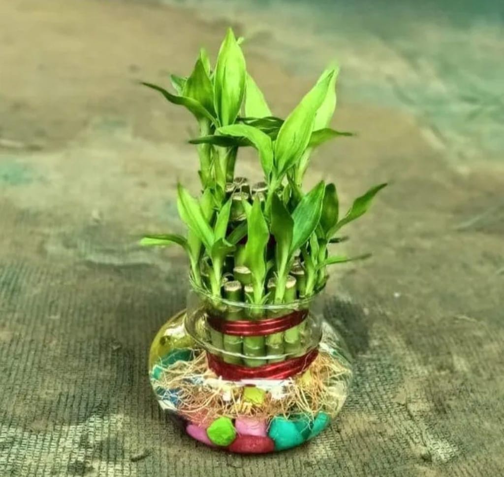 Lucky bamboo in 4 inch glass pot