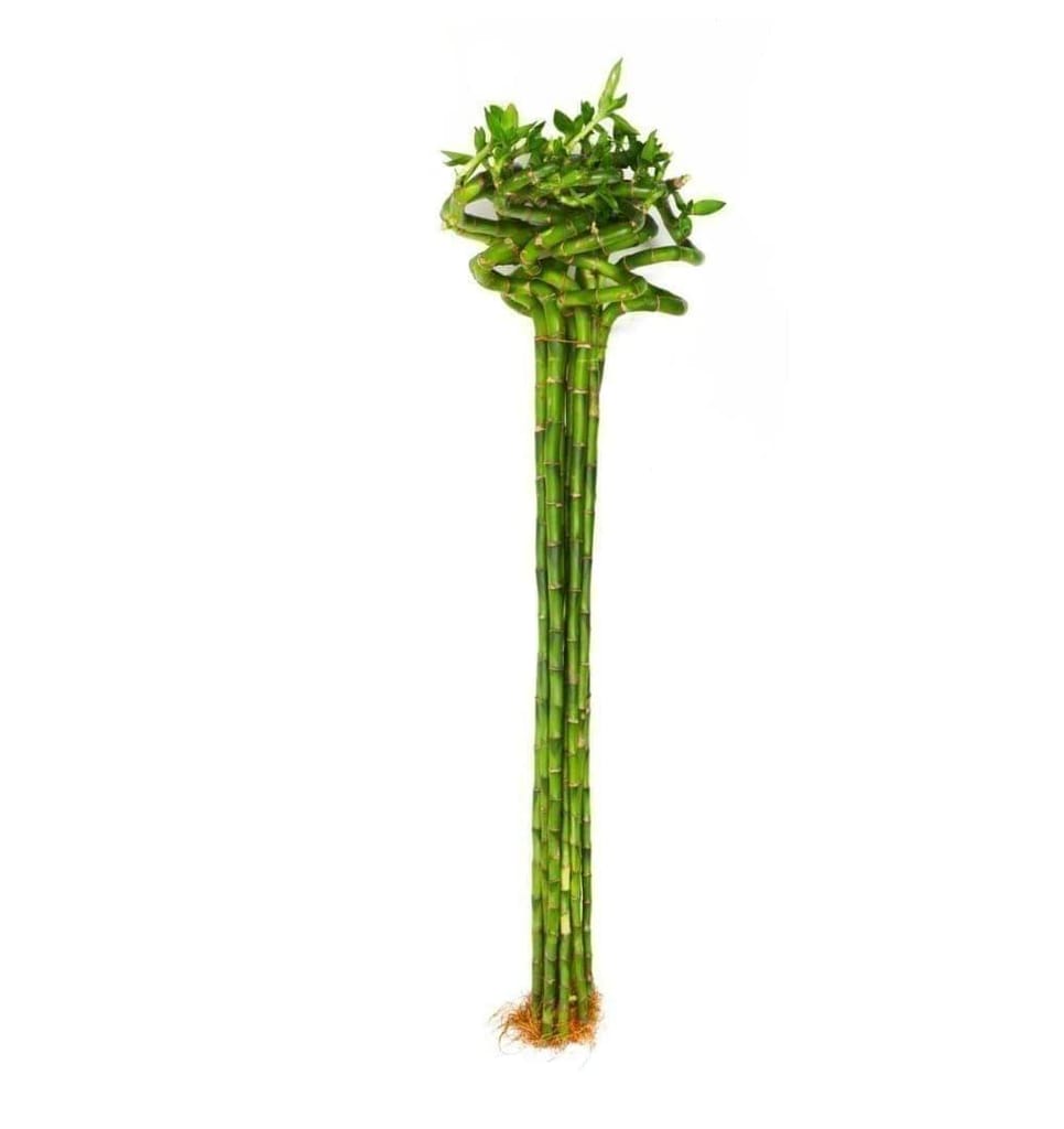 Spiral Lucky Bamboo - 90 cm - Single Stick