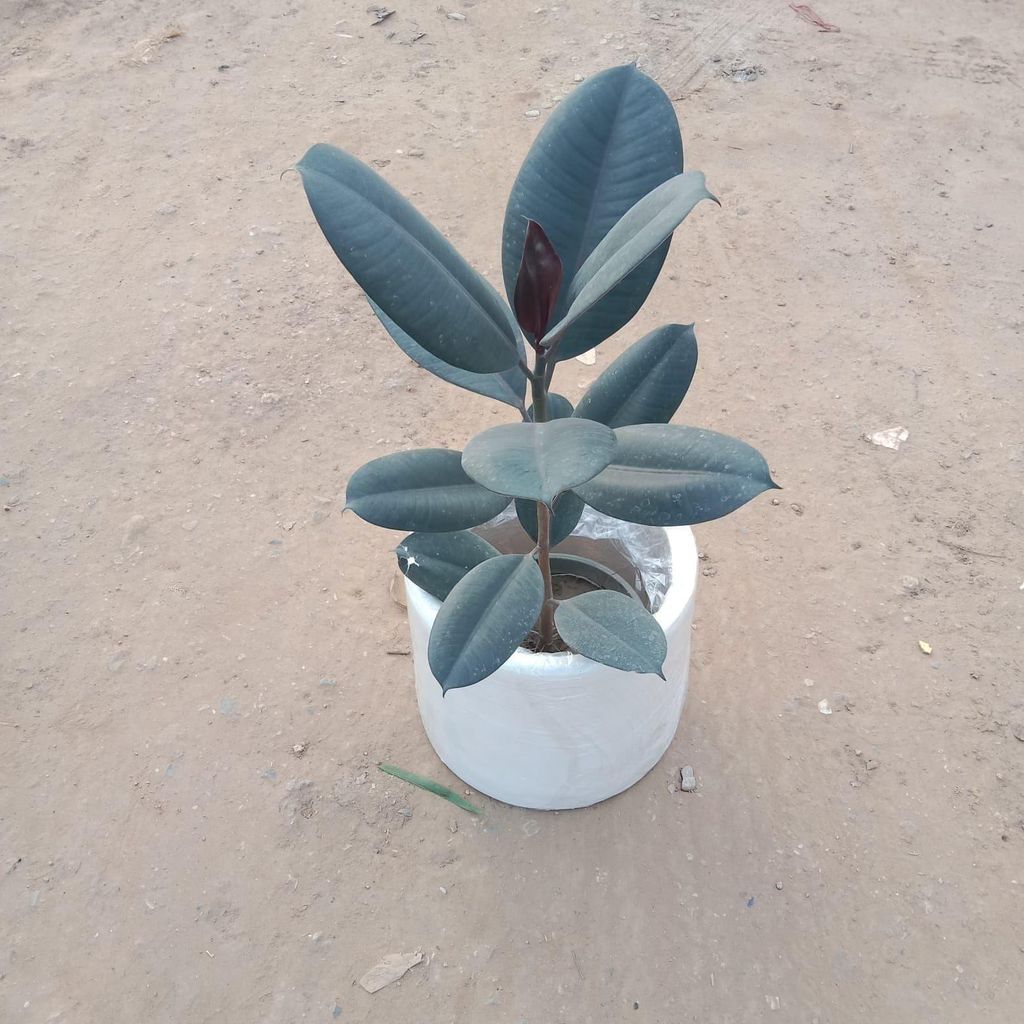 Rubber Plant in 11 Inch White Round Fiberglass Pot