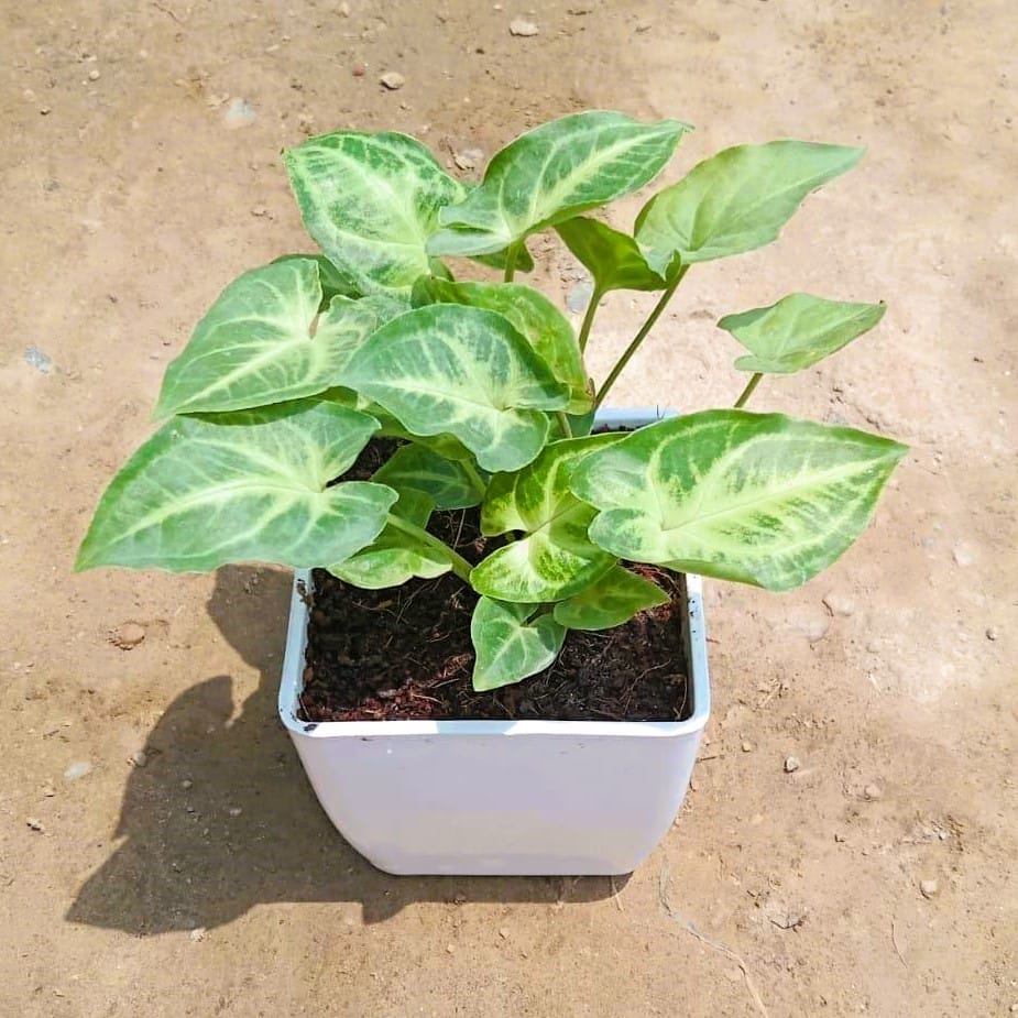 Syngonium Green Sapling in 3 Inch White Classy Square Plastic Pot