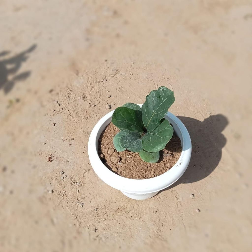 Fiddle Leaf Fig / Ficus Lyrata in 8 Inch Classy White Plastic Pot