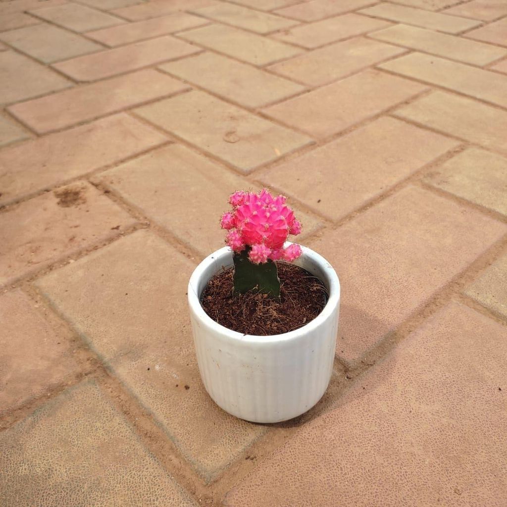 Moon Cactus Red in 3 Inch Elegant White Glass Designer Ceramic Pot