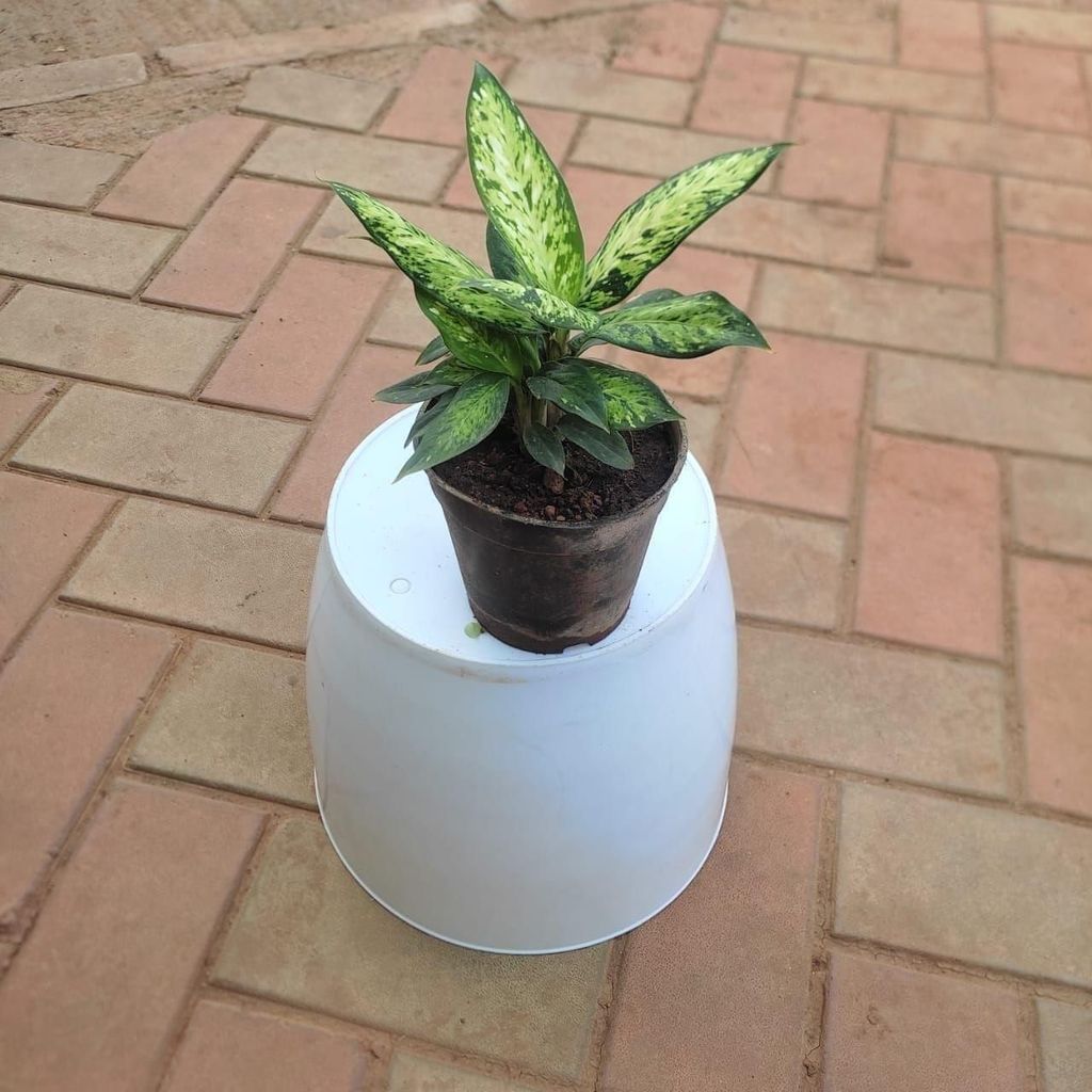 Aglaonema Chinese Evergreen in 4 Inch Nursery Pot