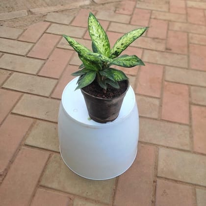 Buy Aglaonema Chinese Evergreen in 4 Inch Plastic Pot Online | Urvann.com