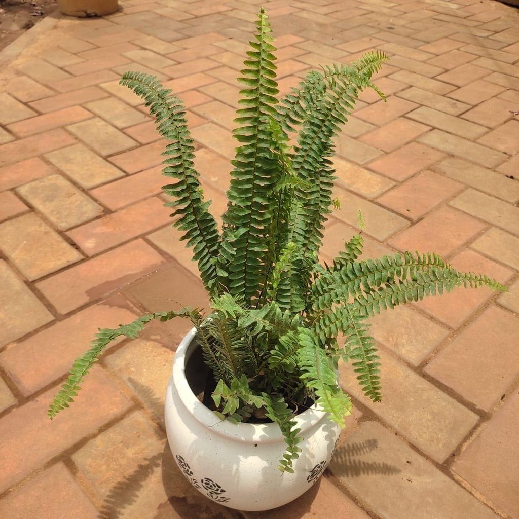 Fern Green in 8 Inch Classy White Matki Ceramic Pot