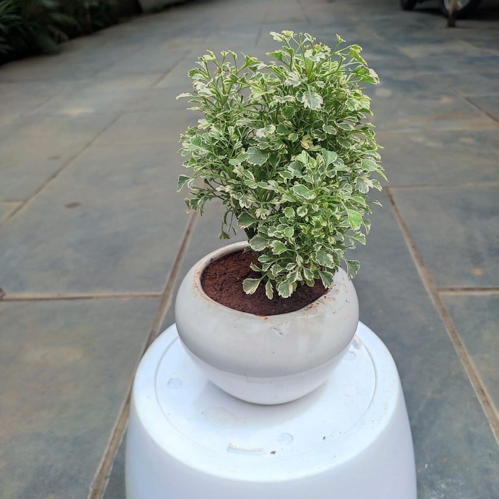 Aralia in 3 Inch Classy White Apple Ceramic Pot