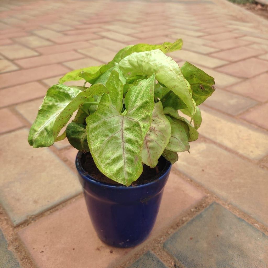 Syngonium Arrowhead in 4 Inch Classy Glass Ceramic Pot (any colour)