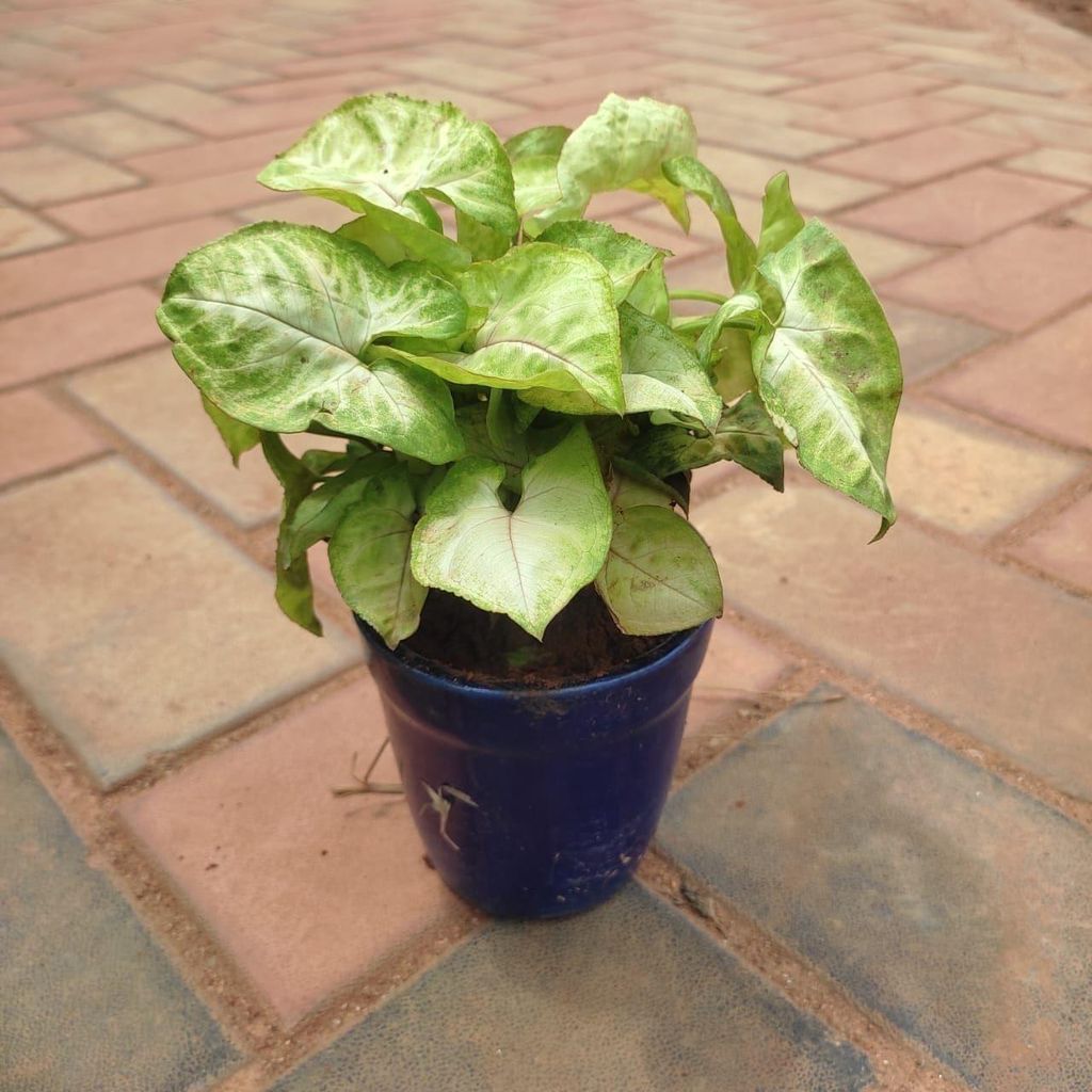 Syngonium Large Leaf in 4 Inch Classy Glass Ceramic Pot (any colour)