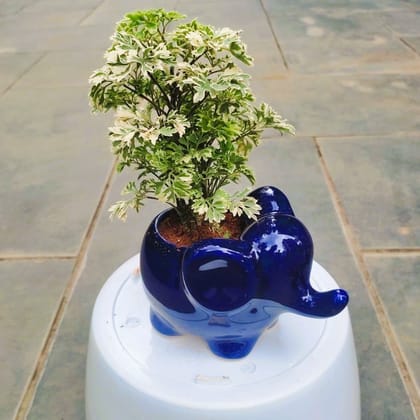 Aralia Green in 3 Inch Elephant Designer Ceramic Pot ( Any Colour )