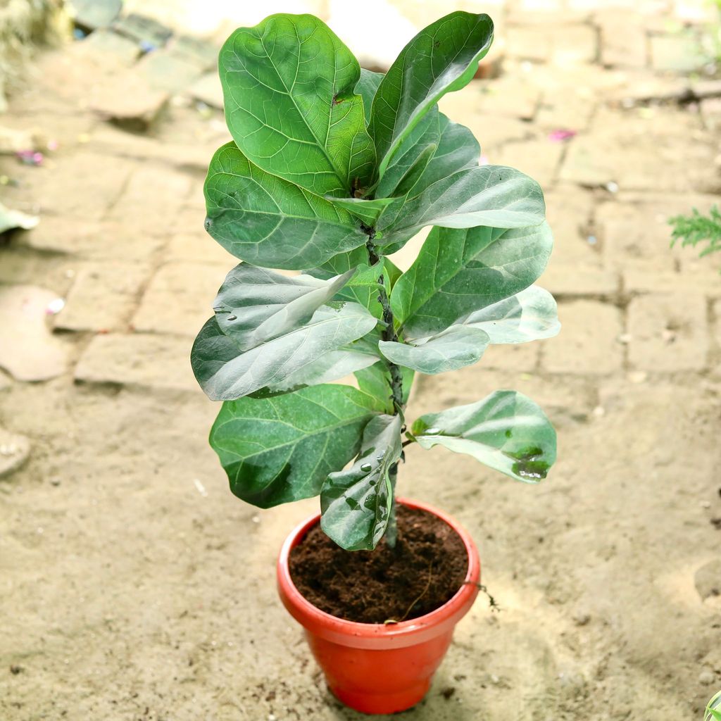 Fiddle Leaf Fig / Ficus Lyrata (~ 1.4 Ft) in 8 Inch Classy Red Plastic Pot