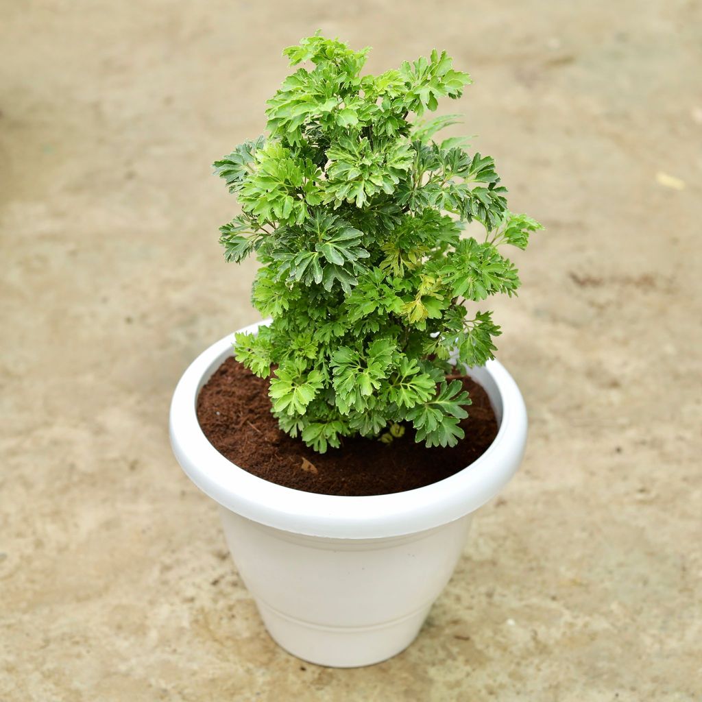 Aralia Green in 10 Inch Classy White Plastic Pot