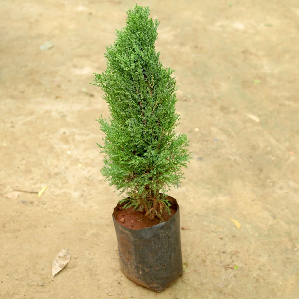 Silver Cypress in 5 Inch Nursery Pot