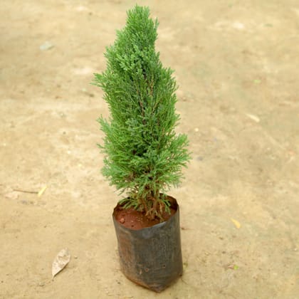 Buy Silver Cypress in 5 Inch Nursery Pot Online | Urvann.com