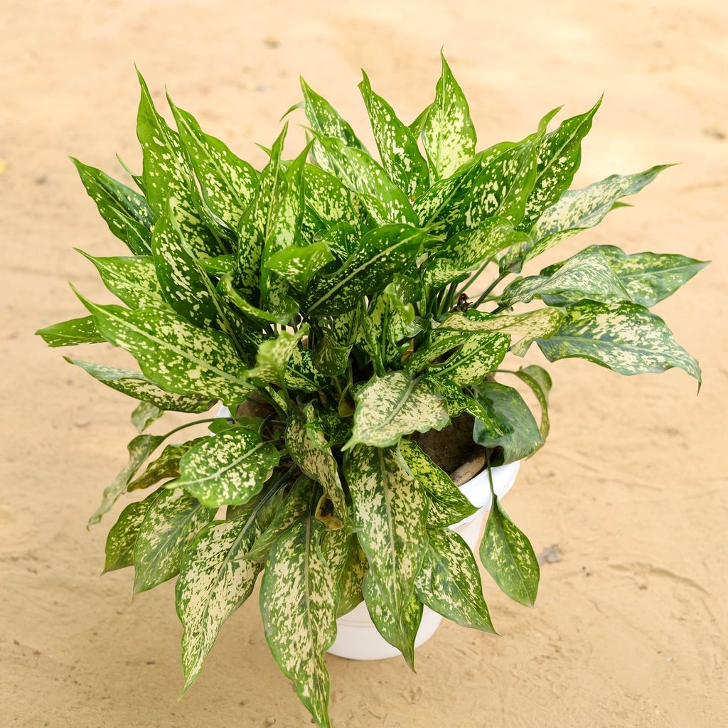 Aglaonema Snow White Bushy in 10 Inch Classy White Plastic Pot