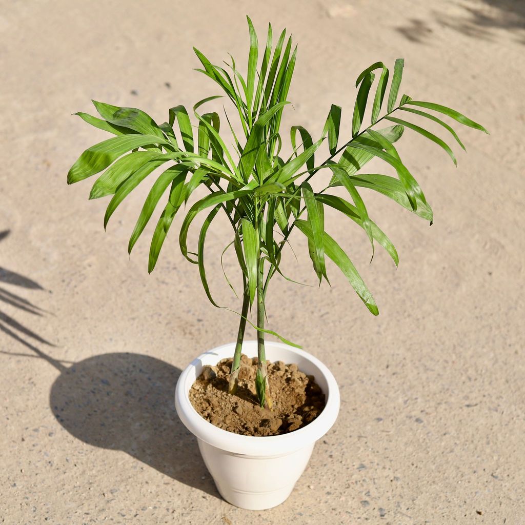 Chikotiya / Sepotia Palm (~ 1 Ft) in 8 inch Classy White Plastic Pot