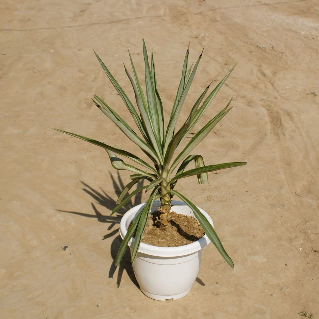 Yucca in 10 Inch Classy White Plastic Pot