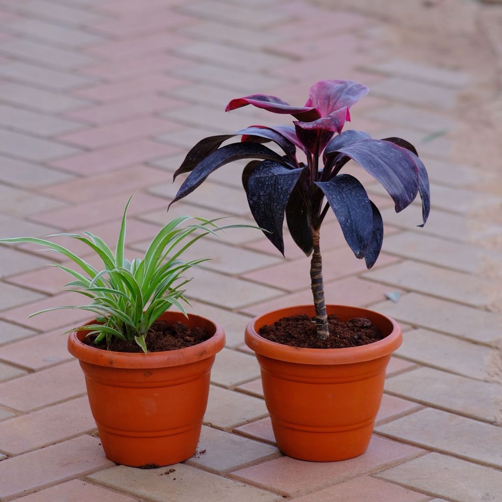 Set of 2 - Dracaena Rosea & Spider in 7 Inch Classy Brown Plastic Pot