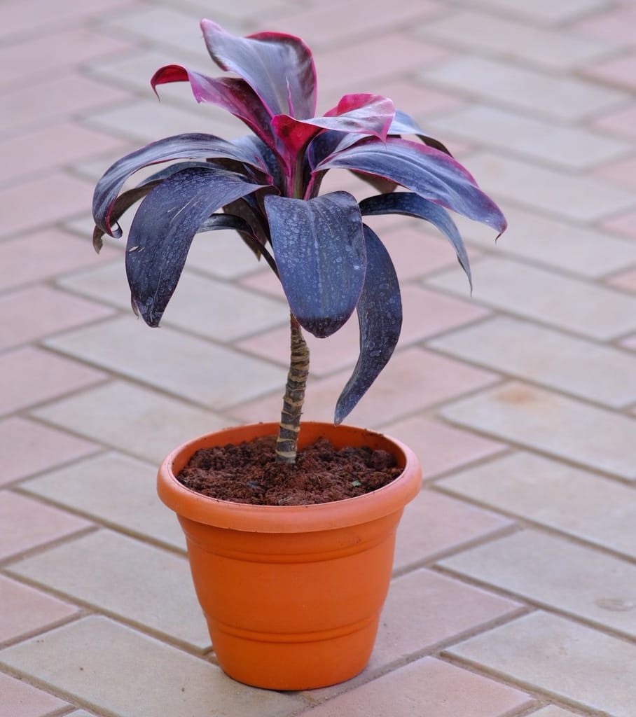 Dracaena Rosea in 7 Inch Classy Brown Plastic Pot