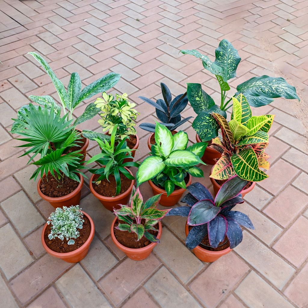 Indoor Jungle Special - Set of 11 - Dieffenbachia Honeydew, Croton Petra Aglaonema Parrot, Emerald Bay, Lipstick, Schefflera Variegated, Rubber Black, Dracaena Rosea, Green, China / Fan Palm, Aralia White in 7 Inch Red Classy Plastic Pot