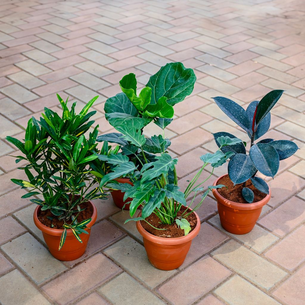 Set of 4 - Croton Sunny Star, Fiddle Leaf Fig / Ficus Lyrata, Xanadu & Rubber Black in 7 Inch Classy Red Plastic Pot