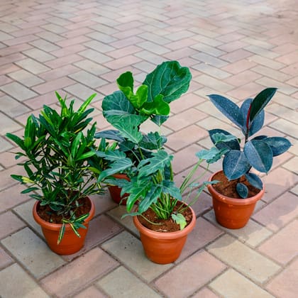 Buy Set of 4 - Croton Sunny Star, Fiddle Leaf Fig / Ficus Lyrata, Xanadu & Rubber Black in 7 Inch Classy Red Plastic Pot Online | Urvann.com