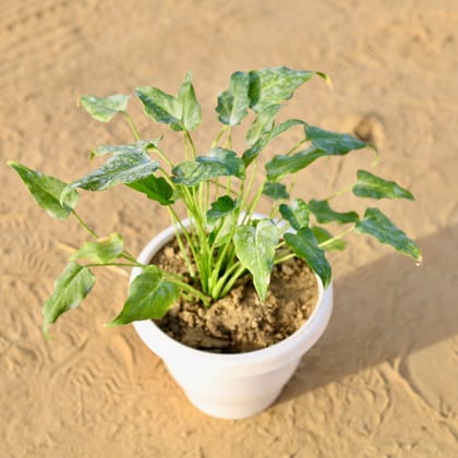 Buy Xanadu Green in 8 Inch Classy White Plastic Pot Online | Urvann.com