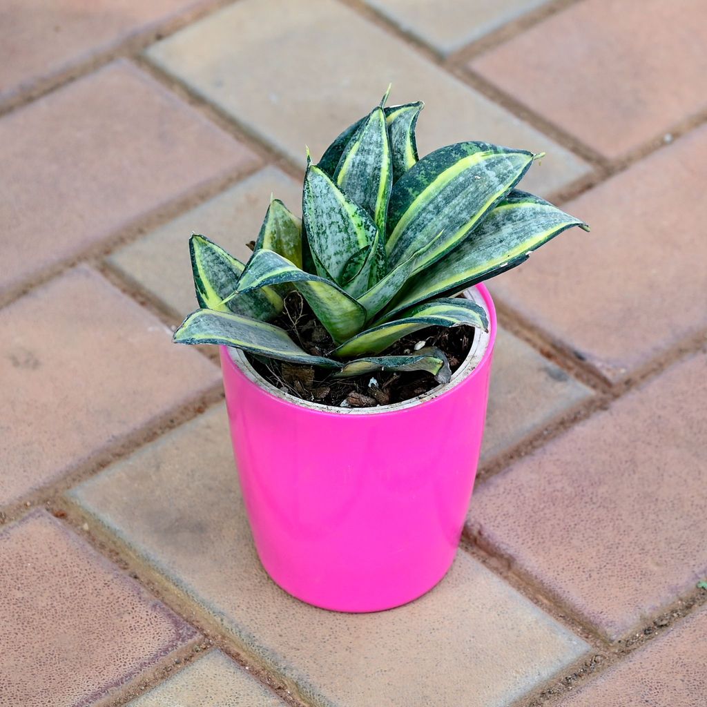 Snake Variegated Dwarf in 5 Inch Premium Sphere Plastic Pot (any colour)