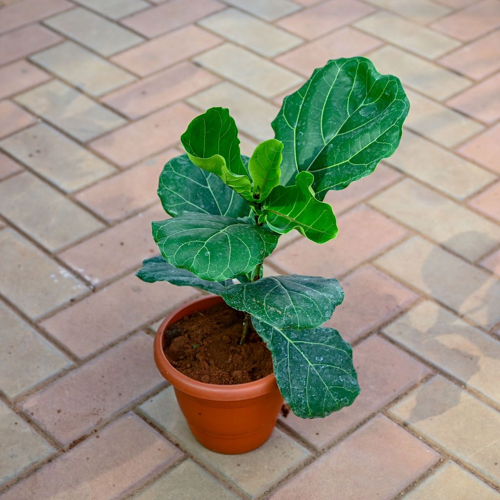 Fiddle Leaf Fig / Ficus Lyrata in 7 Inch Classy Red Plastic Pot