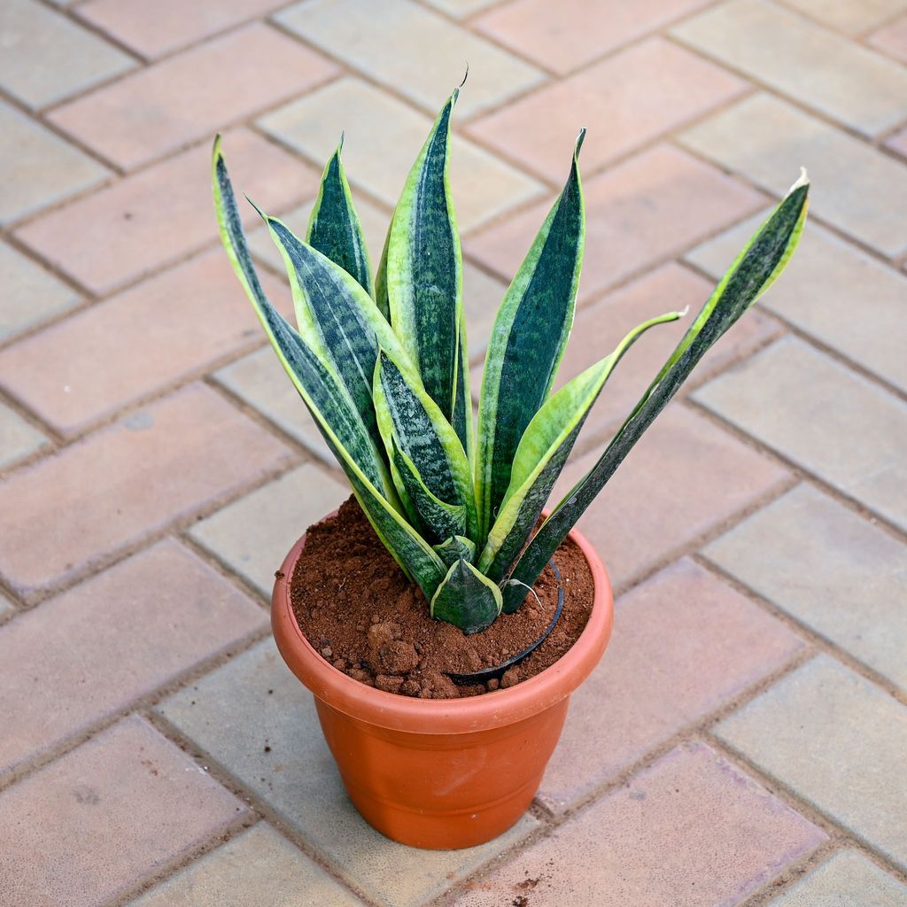 Snake Yellow Long (~ 1 Ft) in 7 Inch Classy Red Plastic Pot