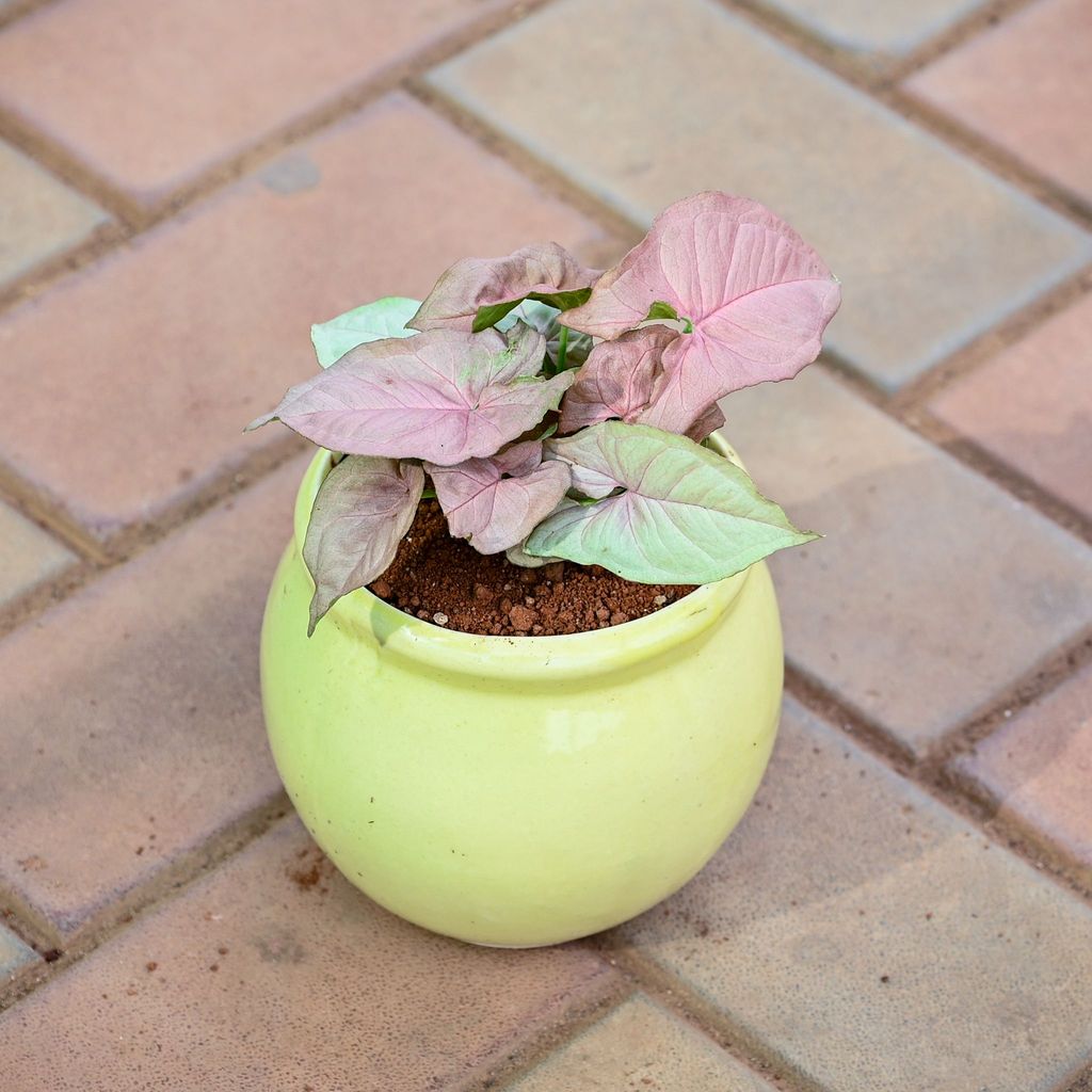 Syngonium Pink in 5 Inch Classy Matki Ceramic Pot (any colour)