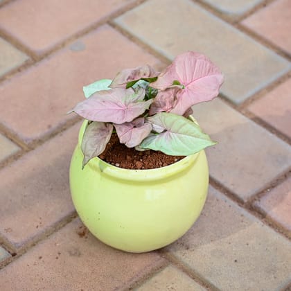 Buy Syngonium Pink in 5 Inch Classy Matki Ceramic Pot (any colour) Online | Urvann.com