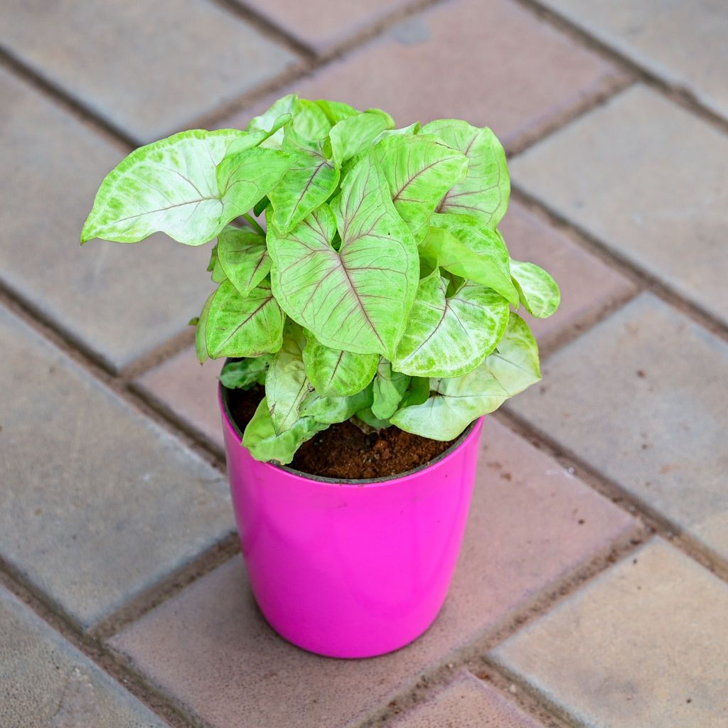 Syngonium Green in 5 Inch Premium Sphere Plastic Pot (any colour)