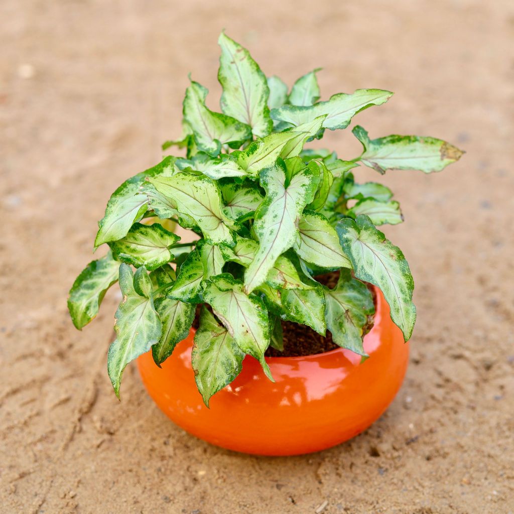 Syngonium Yami in 6 Inch Classy Ceramic Bowl (any colour)