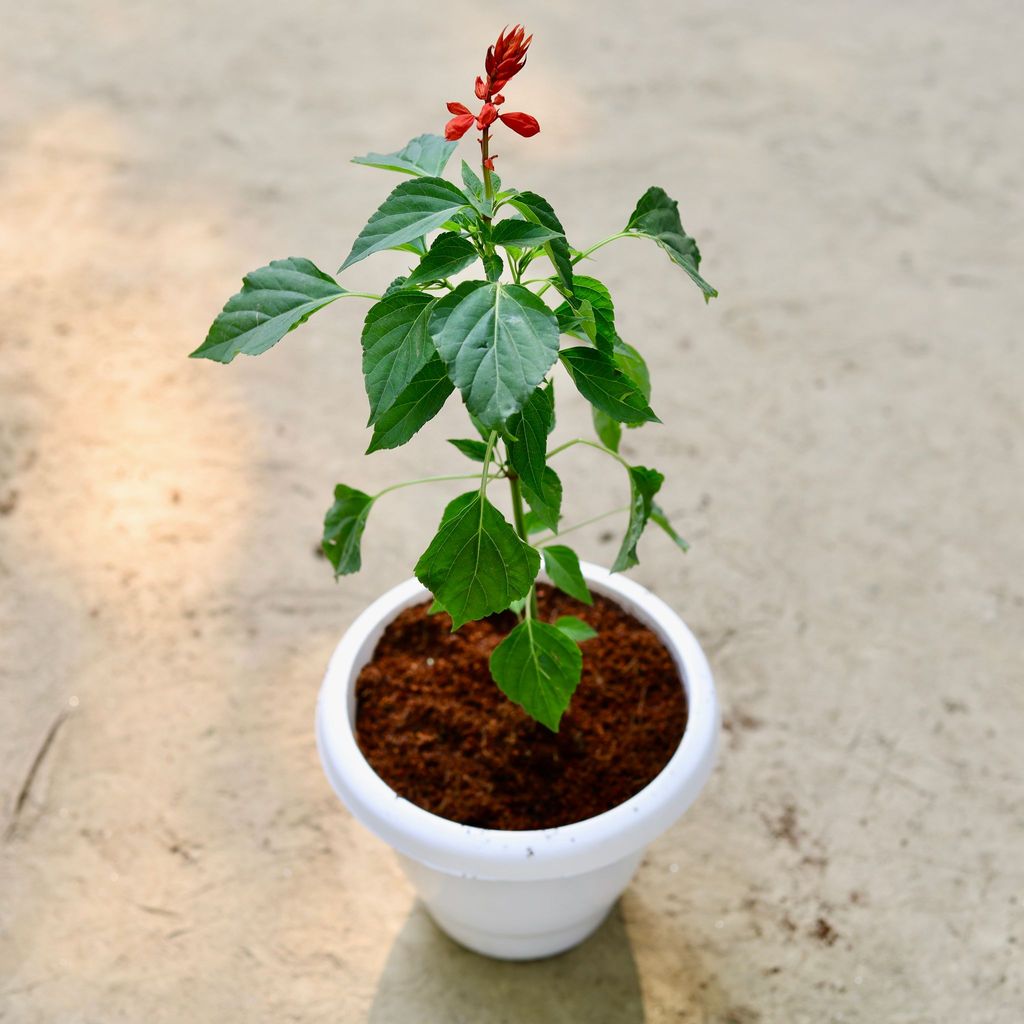 Salvias Red in 8 Inch Classy White Plastic Pot