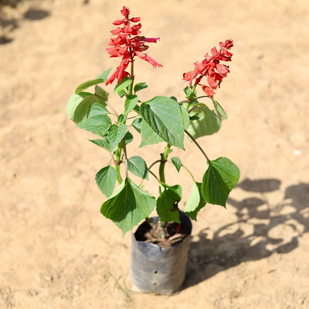 Salvia Red in 4 inch Nursery Bag