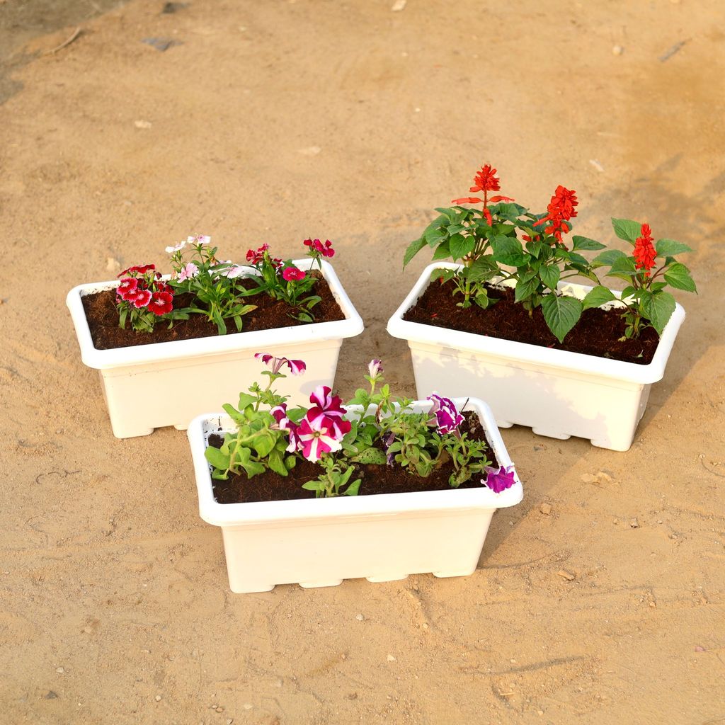 Set of 3 - Dianthus, Salvia & Petunia (any colour) in 17 Inch White Rectangular Window Plastic Planter