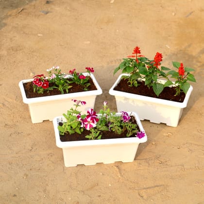 Buy Set of 3 - Dianthus, Salvia & Petunia (any colour) in 17 Inch White Rectangular Window Plastic Planter Online | Urvann.com