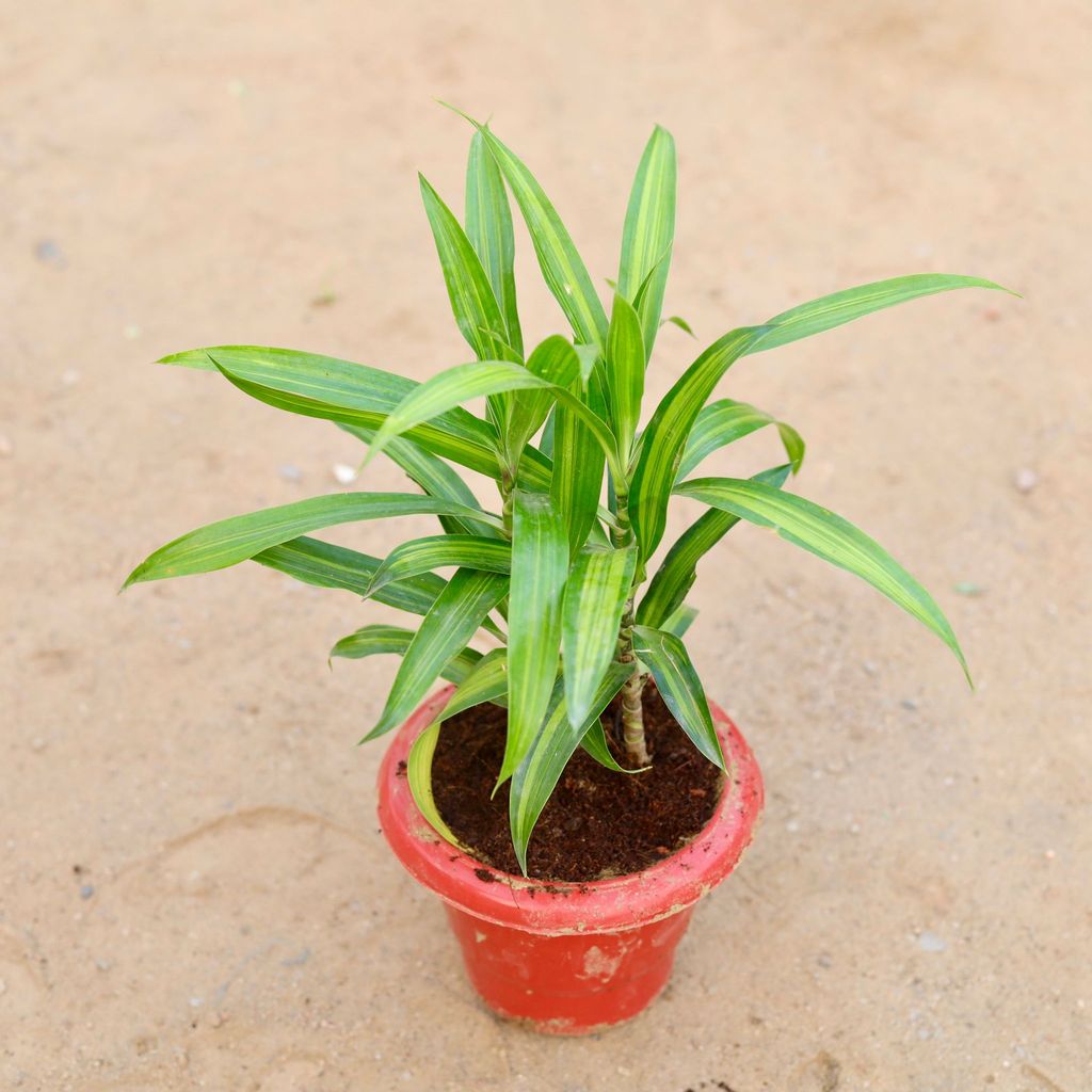 Song India Green / Dracaena Messenger in 6 Inch Classy Red Plastic Pot