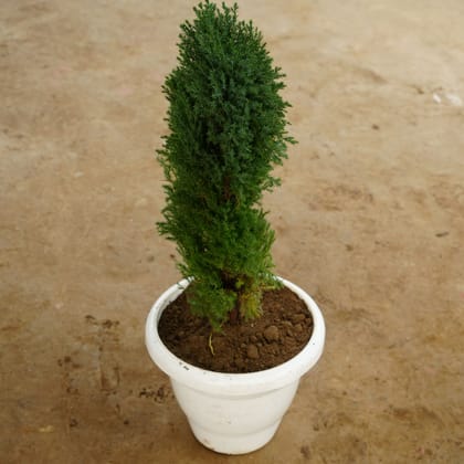 Buy Cypress Green in 10 Inch Classy White Plastic Pot Online | Urvann.com