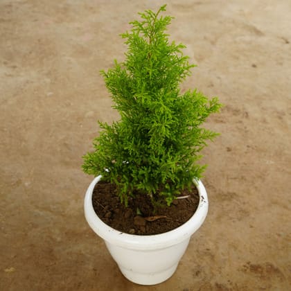 Buy Cypress Green in 10 Inch Classy White Plastic Pot Online | Urvann.com